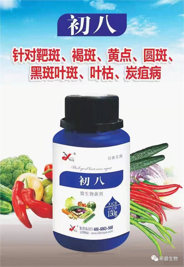 黄瓜黑星病防治就用昕爵微生物菌剂初八