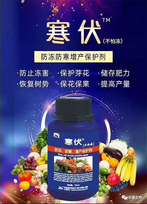 倒春寒对作物的危害不用怕，就用昕爵防冻剂寒伏