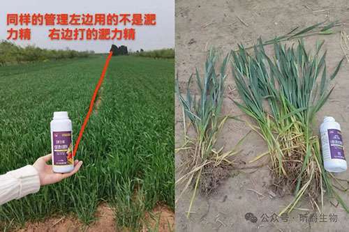 今年小麦如何安全越冬？