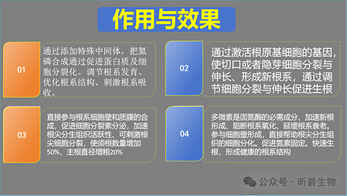作物根系不好不用愁，生根肥肥万根解您忧