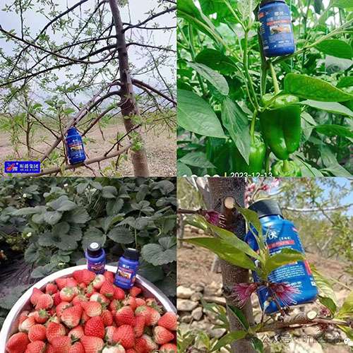 拉尼娜来袭，新型植物防冻剂寒伏帮助作物安全越冬