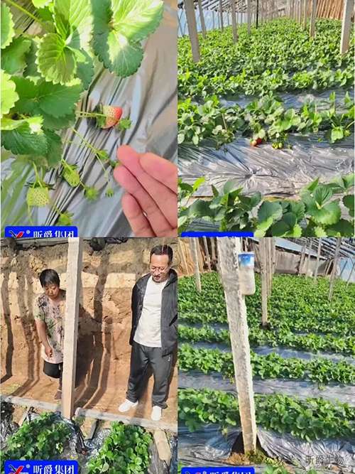 昕爵草莓红中柱根腐病防治方案