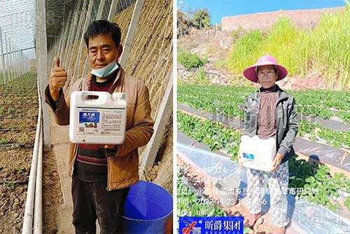 作物根系不好就行昕爵生根肥肥万根